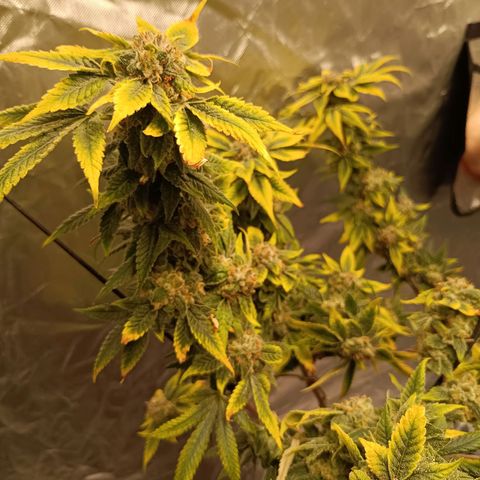 Grape Diamond Etos growlog timeline photo