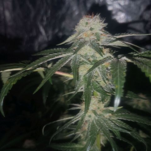 Purple Zkittlez RBX growlog timeline photo