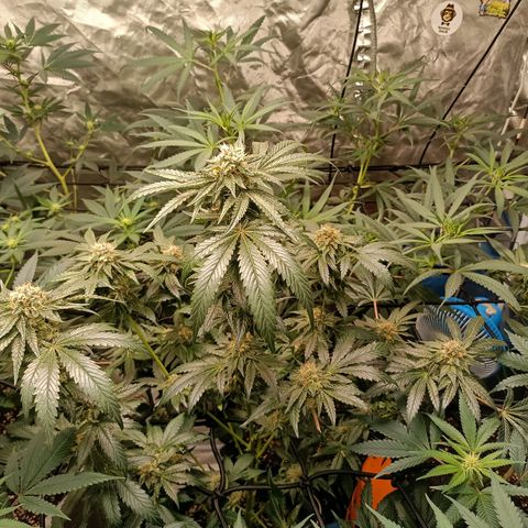 Purple Zkittlez RBX growlog timeline photo