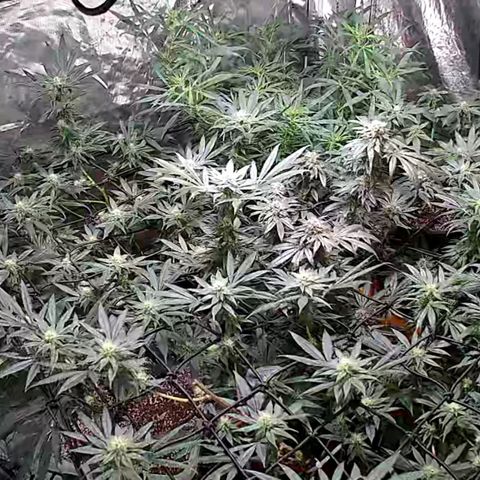 Purple Zkittlez RBX growlog timeline photo