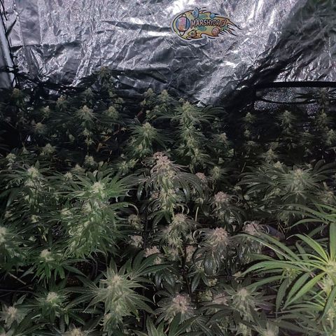 Purple Zkittlez RBX growlog timeline photo