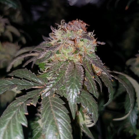 Purple Zkittlez RBX growlog timeline photo