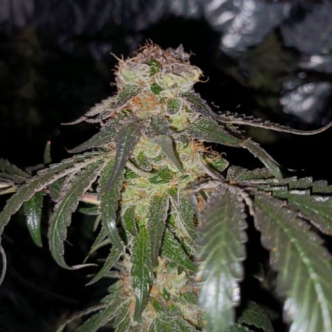 Purple Zkittlez RBX growlog timeline photo