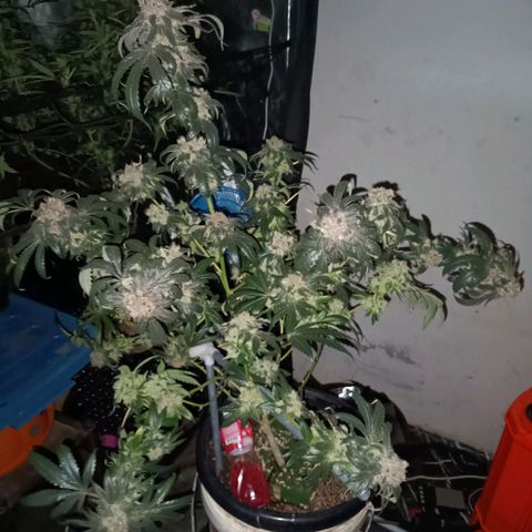 Purple Zkittlez RBX growlog timeline photo