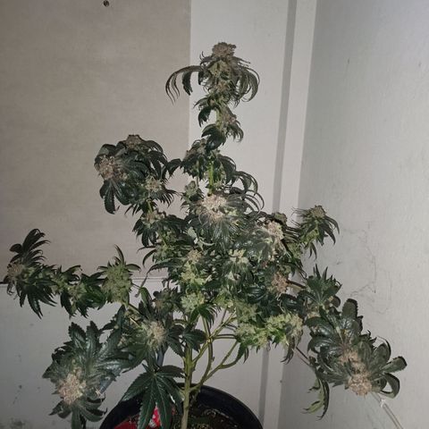 Purple Zkittlez RBX growlog timeline photo