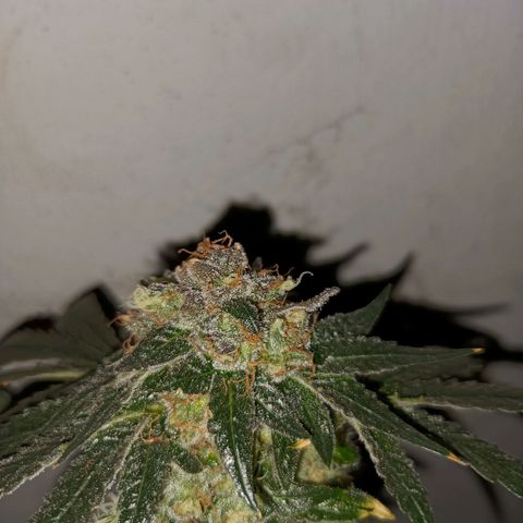 Purple Zkittlez RBX growlog timeline photo