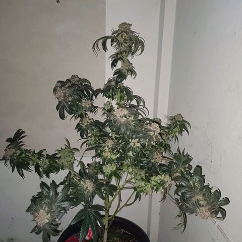 Purple Zkittlez RBX growlog timeline photo