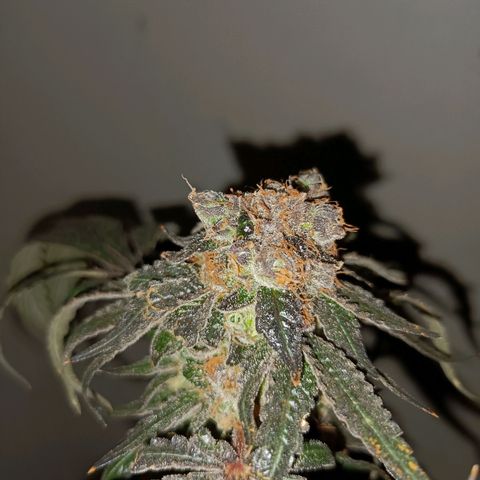 Purple Zkittlez RBX growlog timeline photo