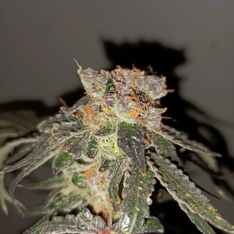 Purple Zkittlez RBX growlog timeline photo