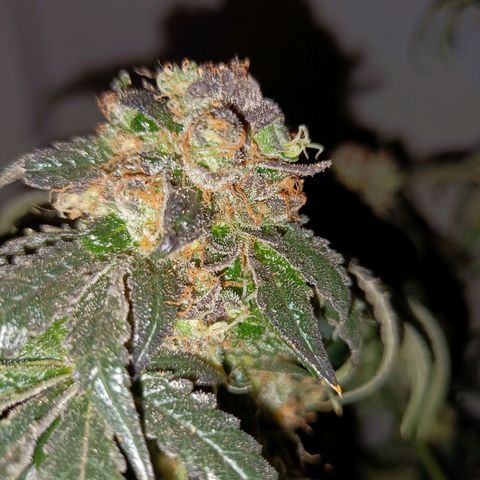Purple Zkittlez RBX growlog timeline photo