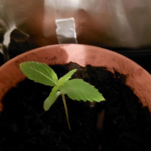 Caramello XL growlog timeline photo