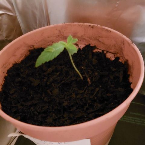 Cookies XL growlog timeline photo