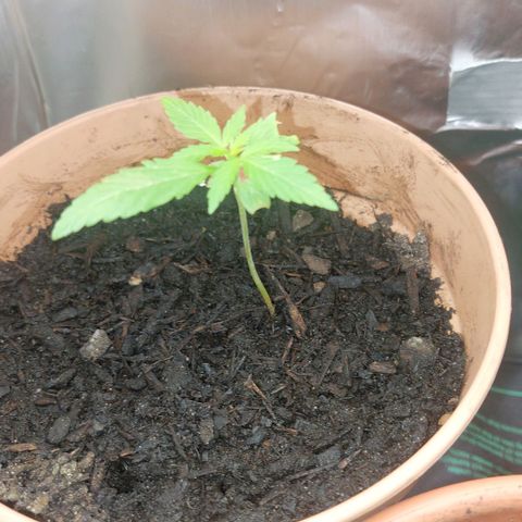 Caramello XL growlog timeline photo