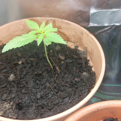 Caramello XL growlog timeline photo