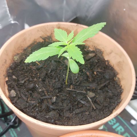 Cookies XL growlog timeline photo
