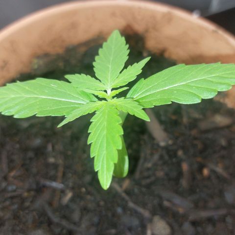 Cookies XL growlog timeline photo