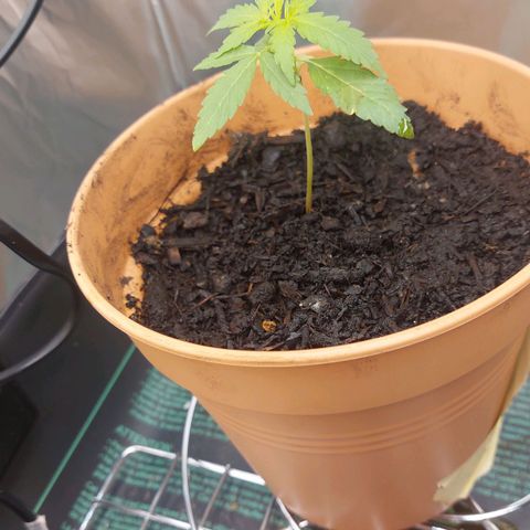 Caramello XL growlog timeline photo