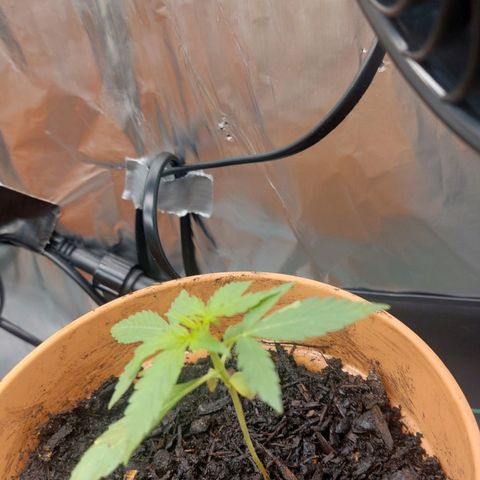 Caramello XL growlog timeline photo
