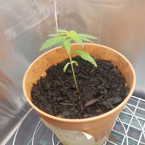 Cookies XL growlog timeline photo