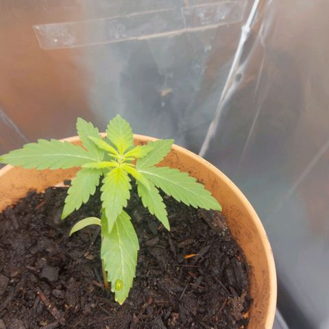 Cookies XL growlog timeline photo