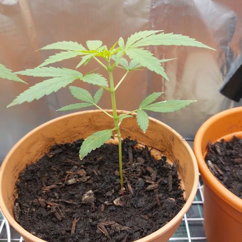 Caramello XL growlog timeline photo