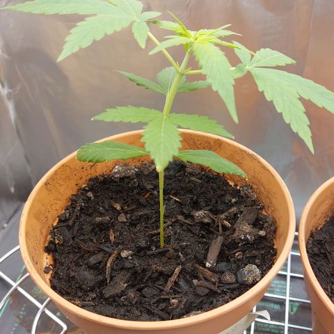 Cookies XL growlog timeline photo