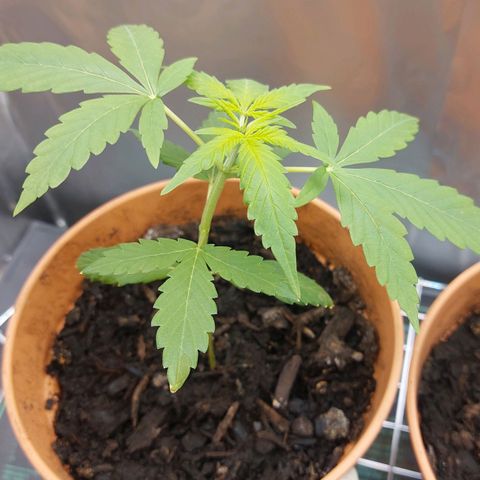 Cookies XL growlog timeline photo