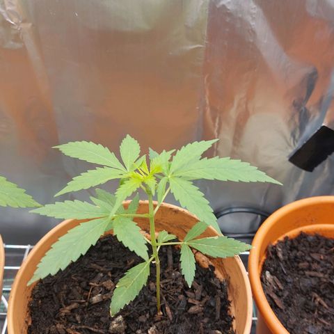 Caramello XL growlog timeline photo
