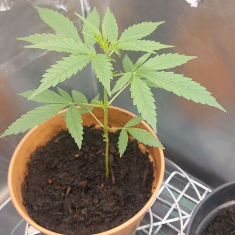 Caramello XL growlog timeline photo