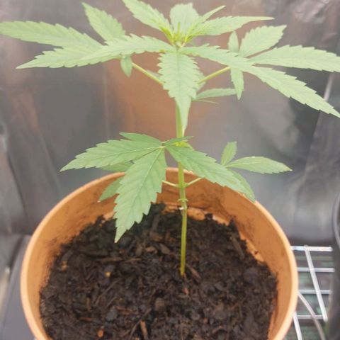 Caramello XL growlog timeline photo