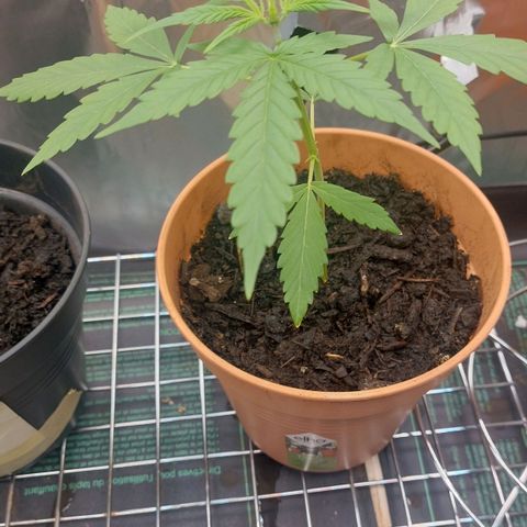 Cookies XL growlog timeline photo