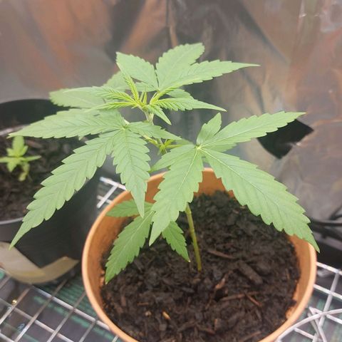 Cookies XL growlog timeline photo