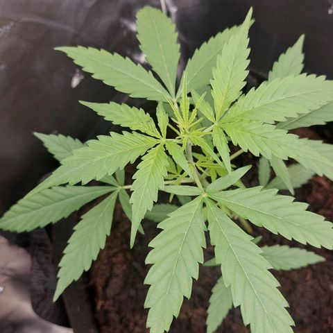 Caramello XL growlog timeline photo