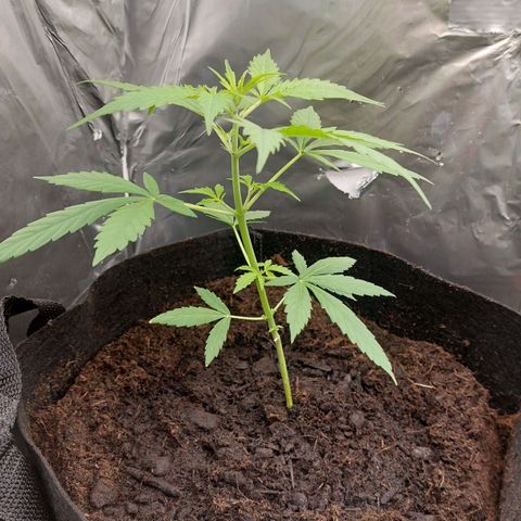 Caramello XL growlog timeline photo