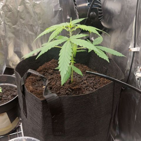 Cookies XL growlog timeline photo