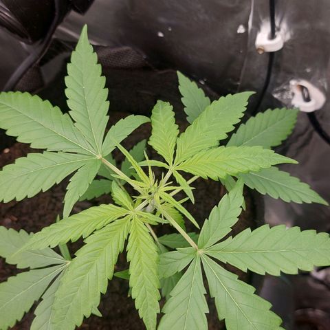 Cookies XL growlog timeline photo