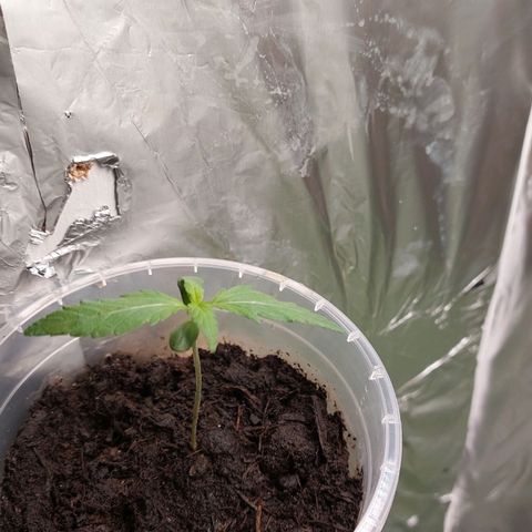 Cherry Grapefruit  growlog timeline photo