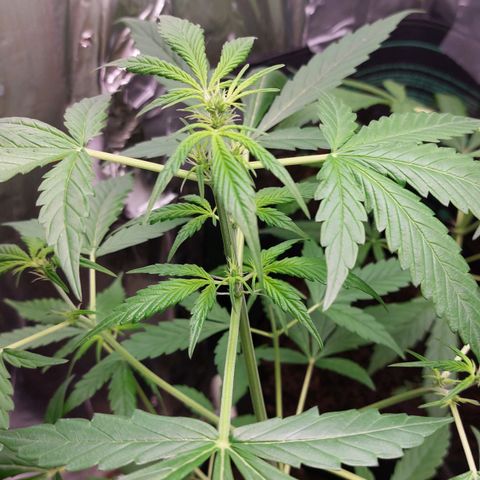 Cookies XL growlog timeline photo