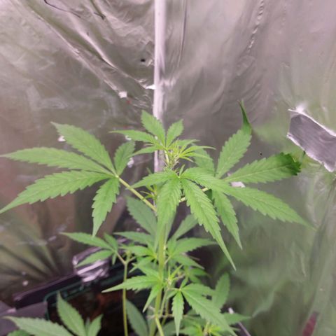 Caramello XL growlog timeline photo