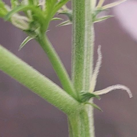 Caramello XL growlog timeline photo