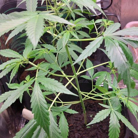 Cookies XL growlog timeline photo