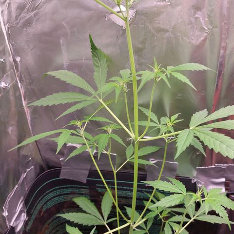 Caramello XL growlog timeline photo