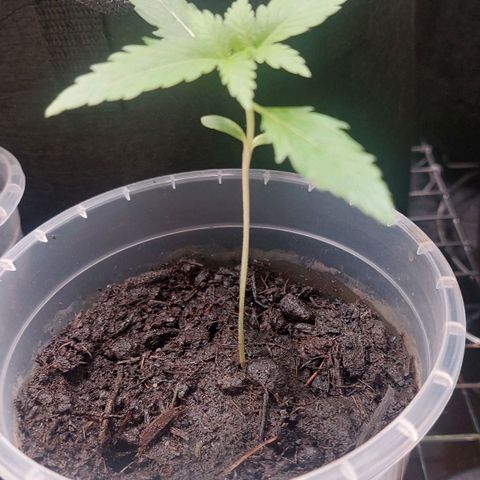 Cherry Grapefruit  growlog timeline photo