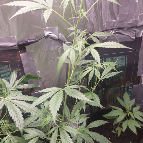 Caramello XL growlog timeline photo