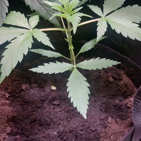 Cherry Grapefruit  growlog timeline photo
