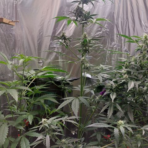 Caramello XL growlog timeline photo