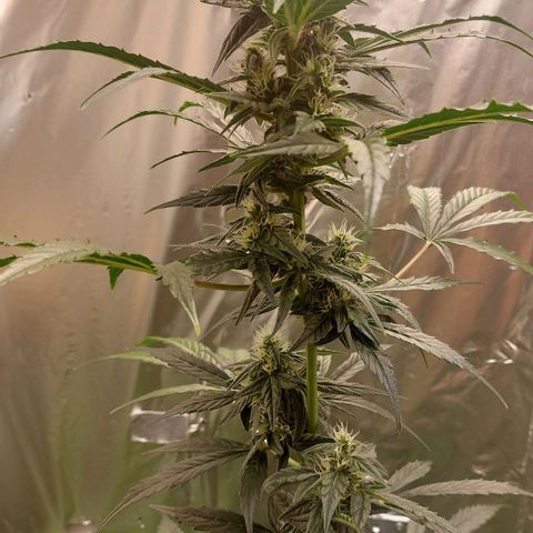 Caramello XL growlog timeline photo