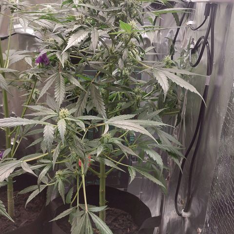 Cookies XL growlog timeline photo