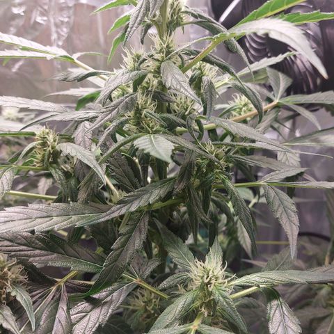 Cookies XL growlog timeline photo
