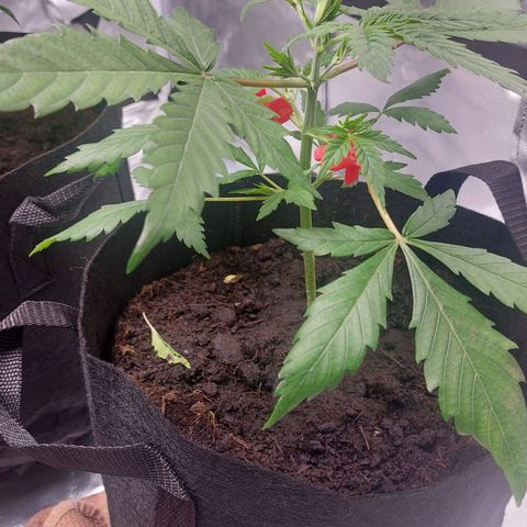 Cherry Grapefruit  growlog timeline photo